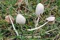 Conocybe albipes-amf492